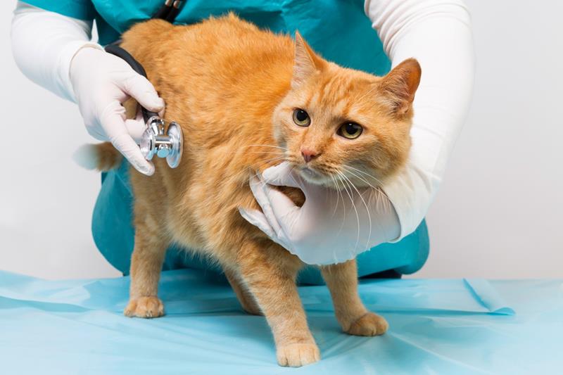 Spay & Neuter Services in Scottsdale, AZ 101 SpayNeuter & Dental Clinic